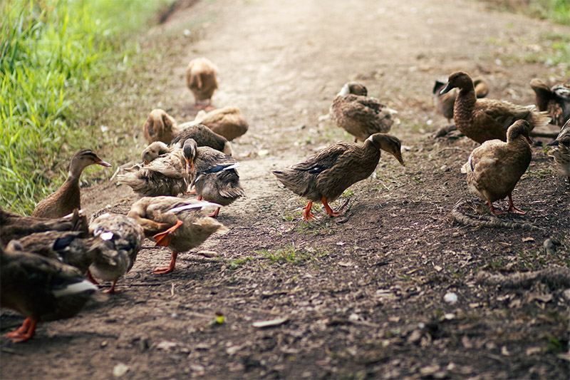 Ducks